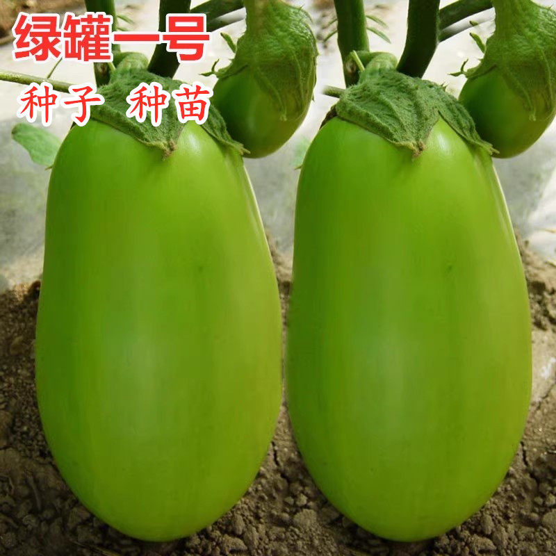 绿罐茄子种牛心色灯泡蛋嫁