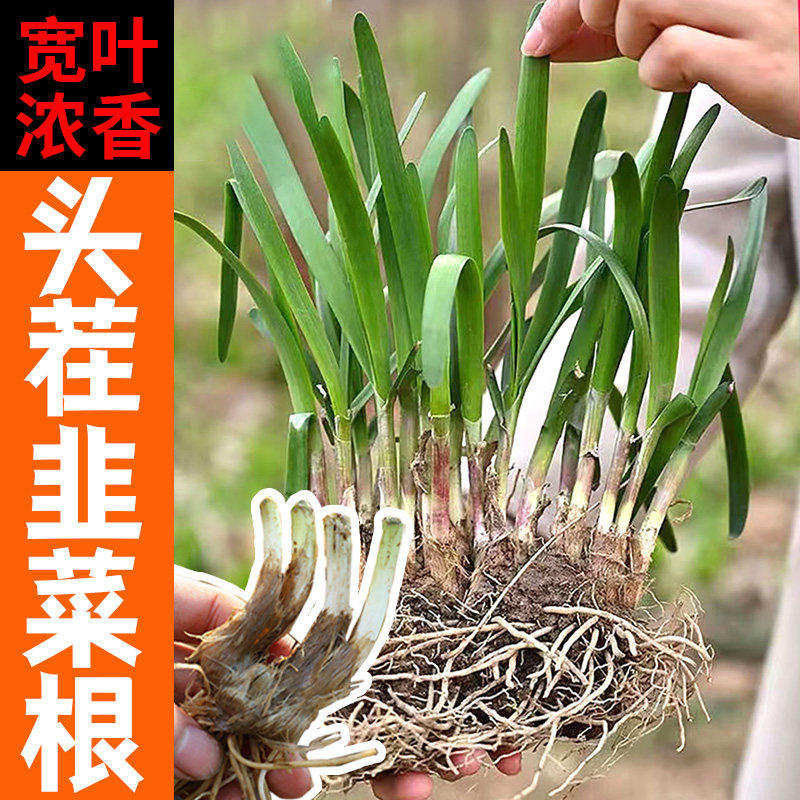 韭菜根苗现挖宽叶紫红四季