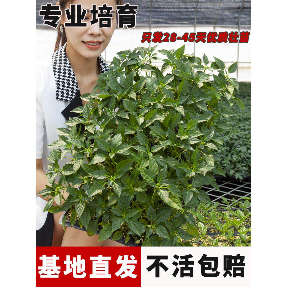 番茄苗盆栽蔬菜黄瓜辣椒千