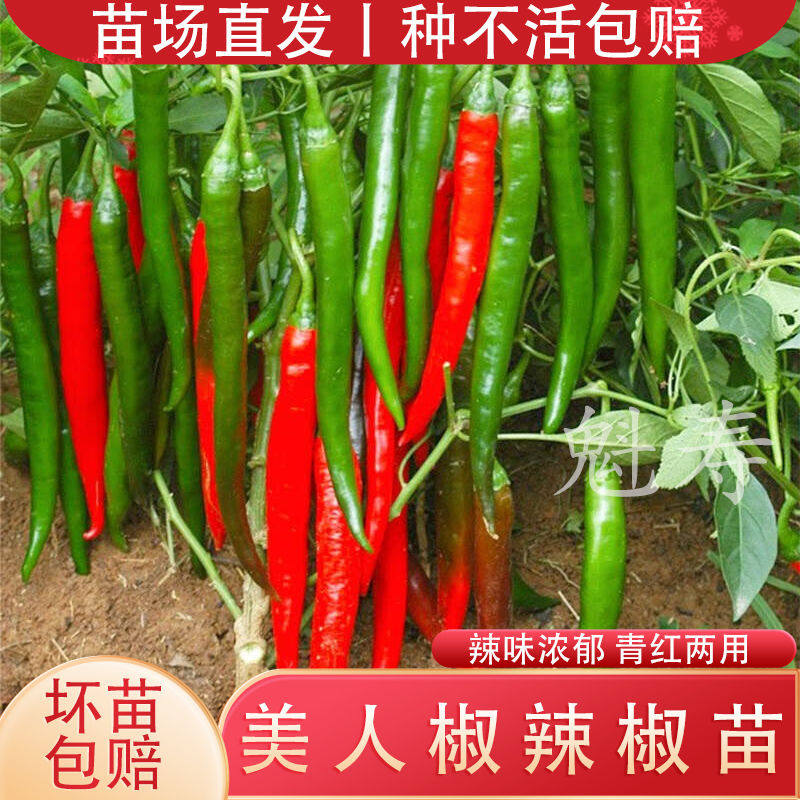 香辣美人椒苗秧红绿特四季