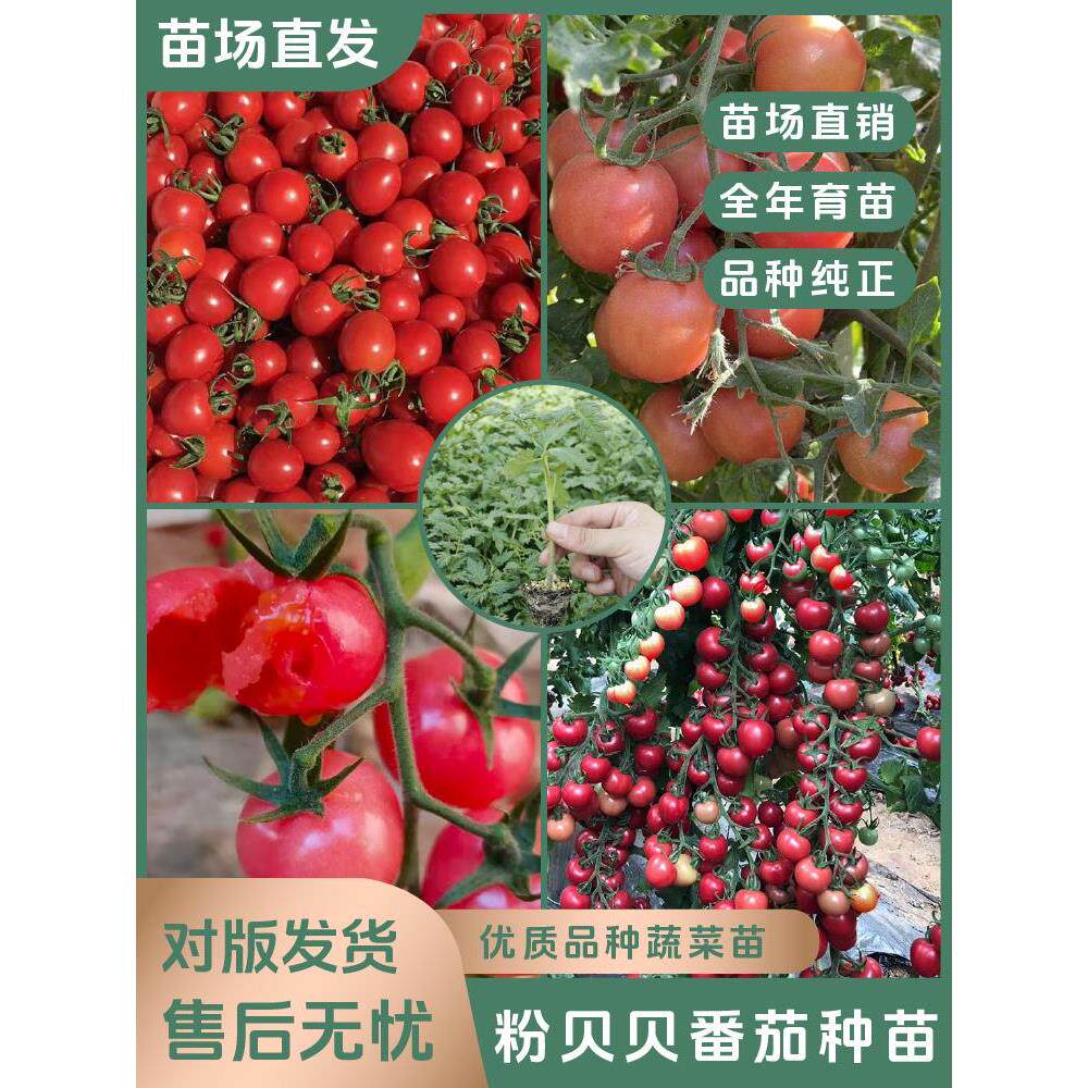 【粉贝番茄苗】四季优质种