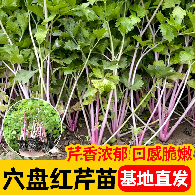 四季浓香红香芹苗秧带士球含铁量高红梗芹菜种子高产抗病盆栽庭院