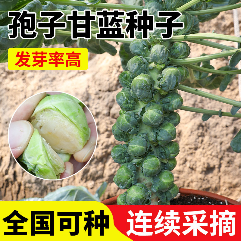 抱子甘蓝孢种苗蔬菜籽紫持