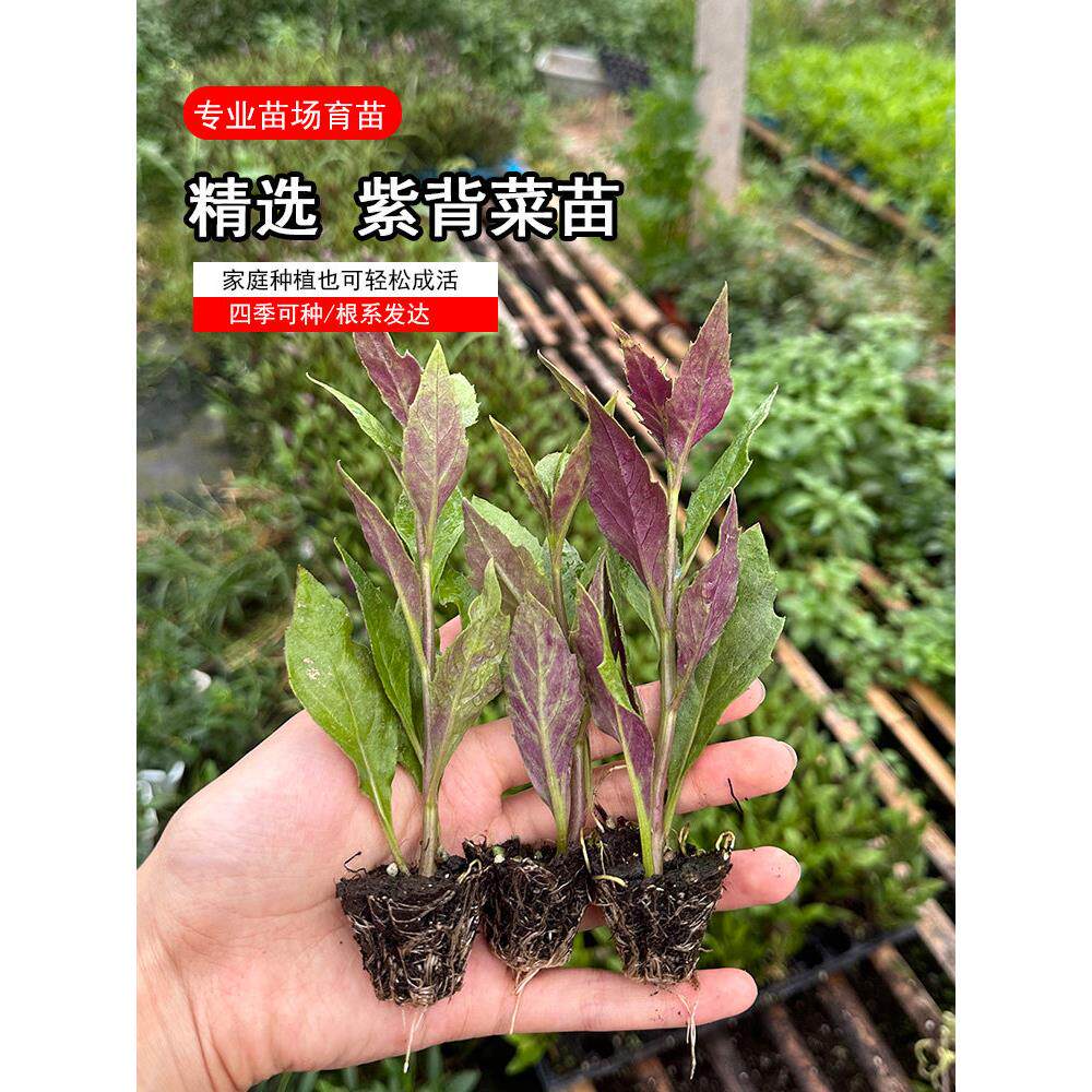 紫背菜苗带根天葵四季种子