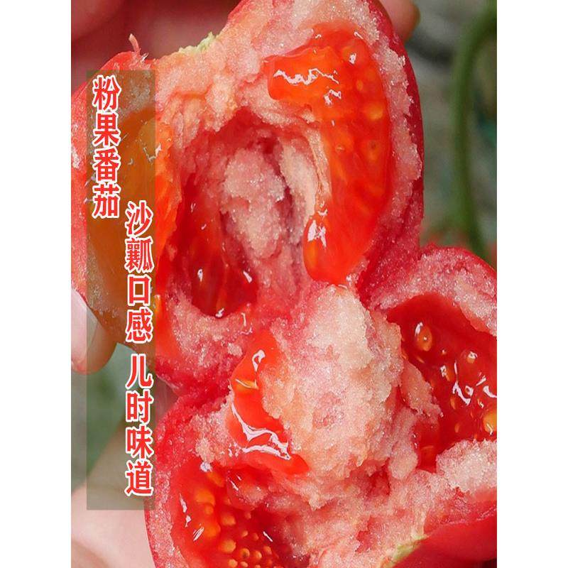 老品种番茄苗秧沙瓤西红柿