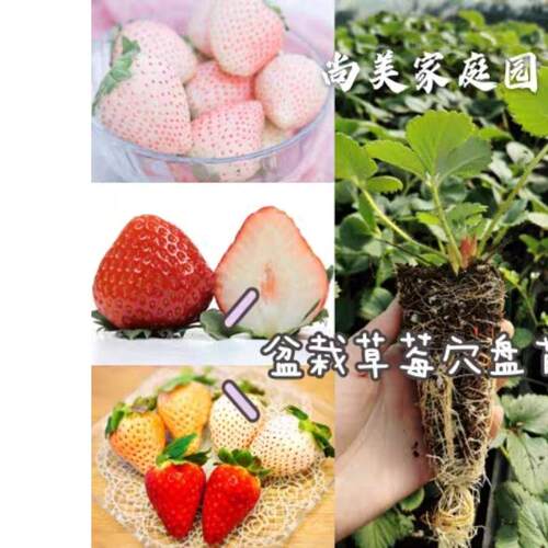 家庭园艺草莓苗果树阳台种