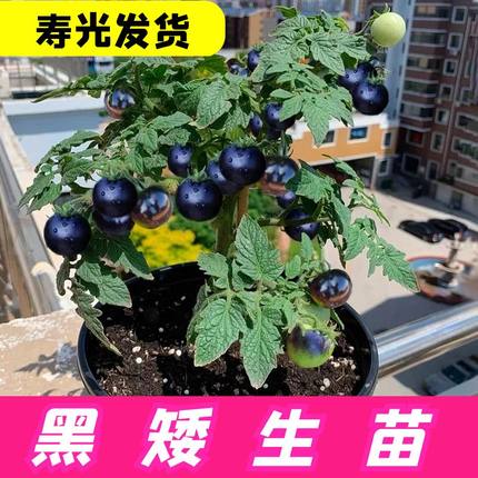 山东寿光矮生盆栽小番茄苗秧红黄黑樱桃圣女果种子带土西红柿盆栽