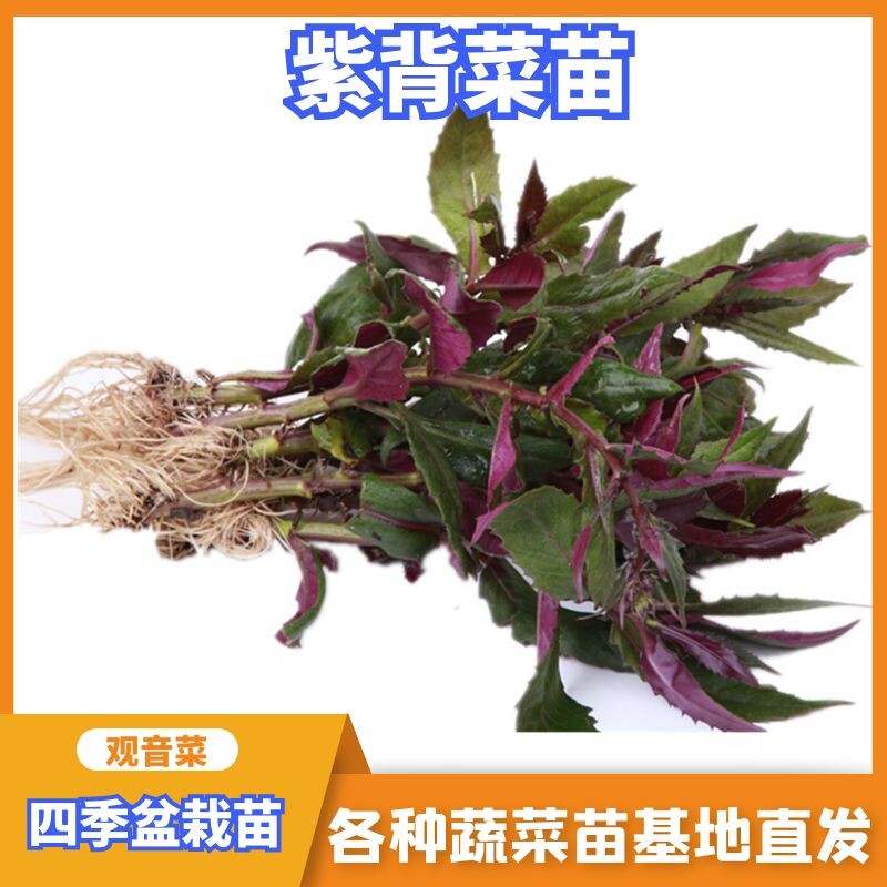 紫背菜苗天葵秧蔬种子观