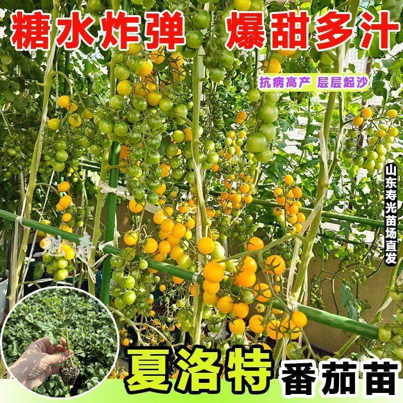 夏洛特番茄秧苗籽孑F1高甜丰产黄色樱桃番茄种子籽黄色圣女果,鲜花速递/花卉仿真/绿植园艺,家庭园艺种子,淘宝优惠券,粉丝福利购,淘宝优惠卷
