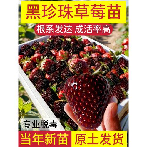 黑珍珠草莓苗真红美铃四季