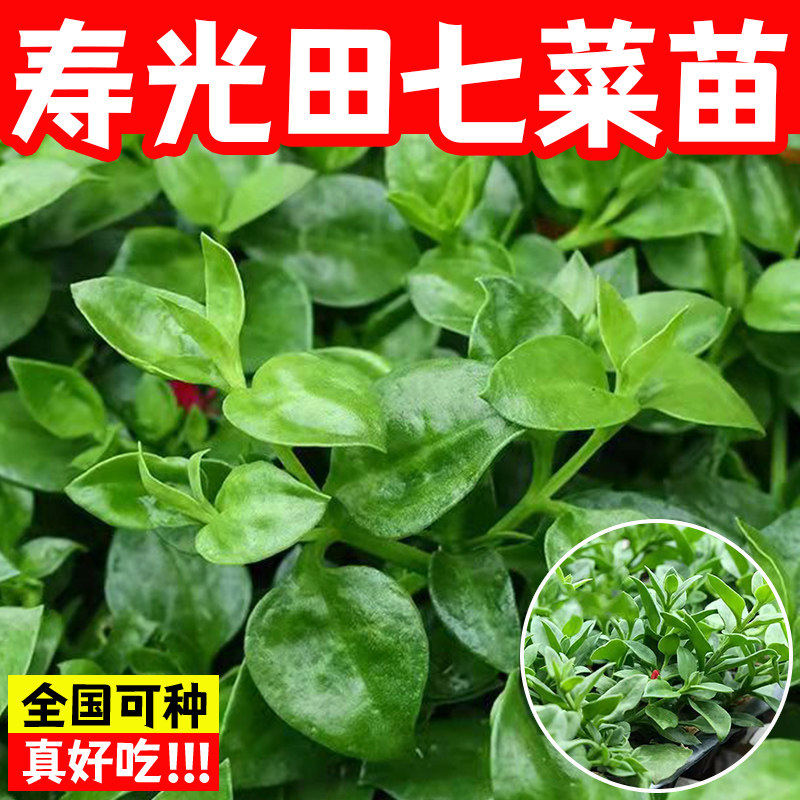 田七种苗秧食用保健菜特色