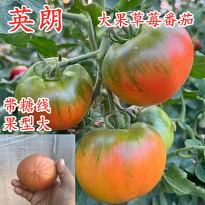 大果草莓番茄种子丹东铁皮