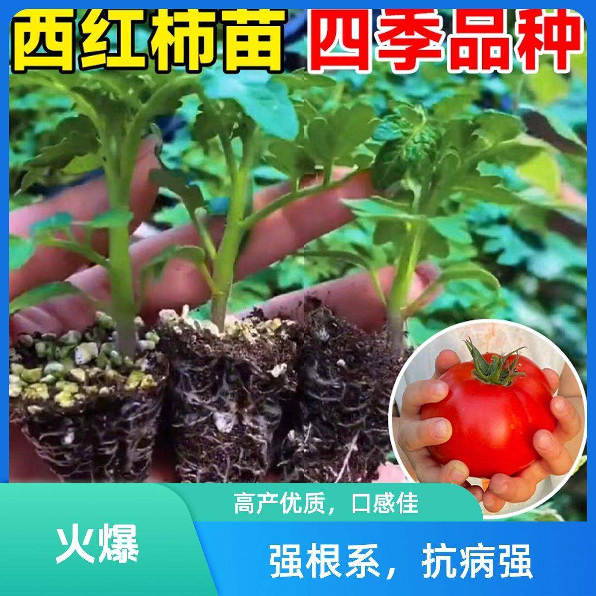 普罗旺斯老品种大粉红西柿