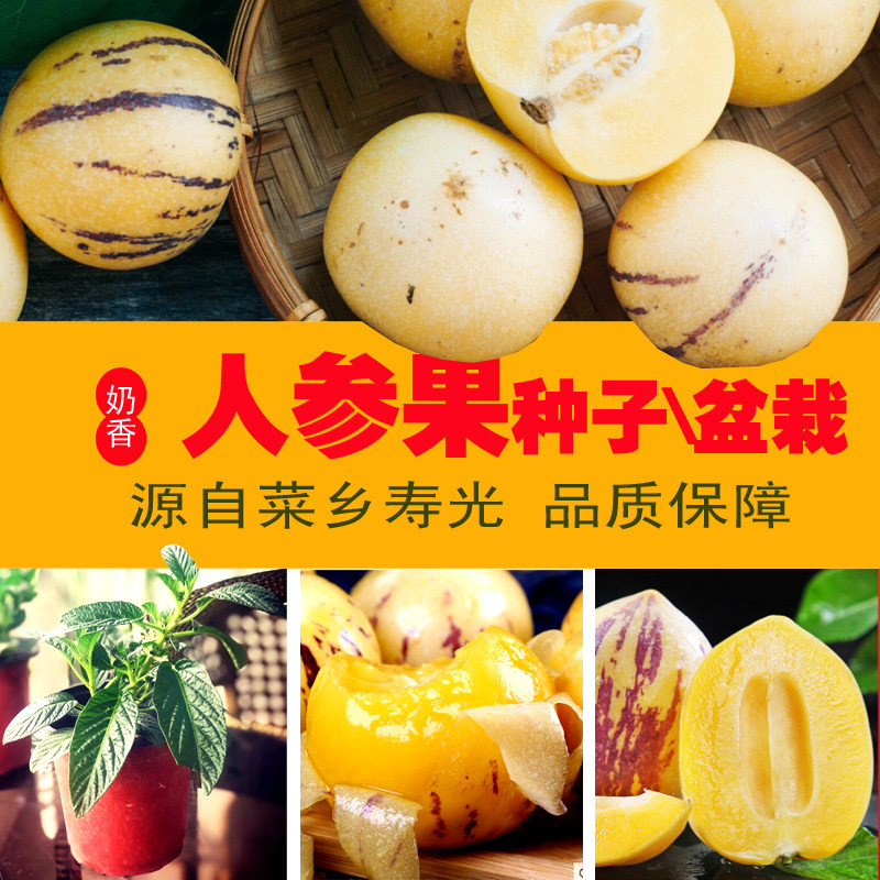 人参果苗四季树长生水盆栽