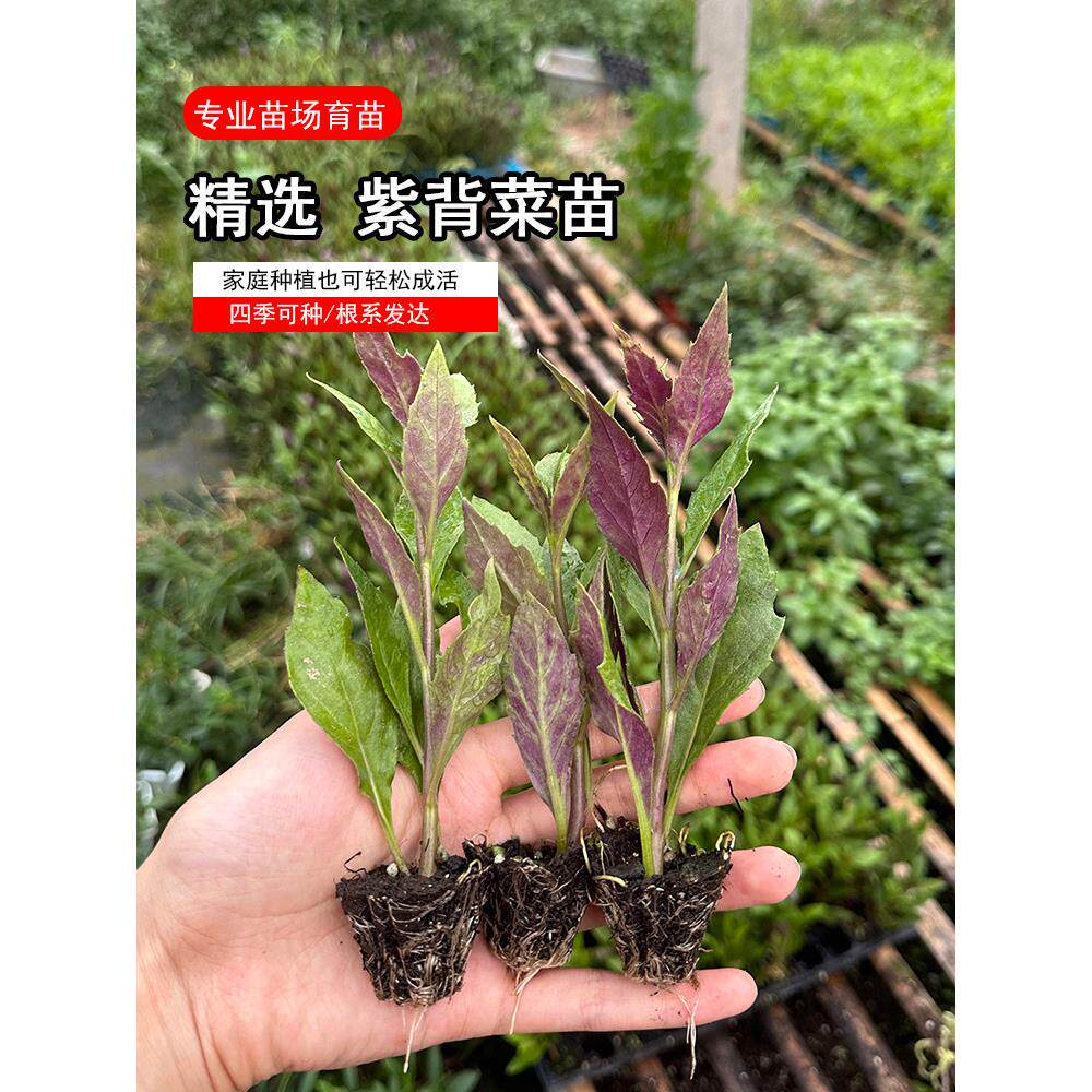 紫背菜苗带根天葵四季种子