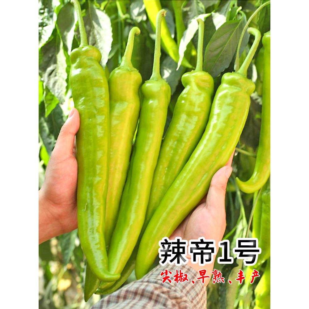 尖椒种子辣苗特大牛角孑羊
