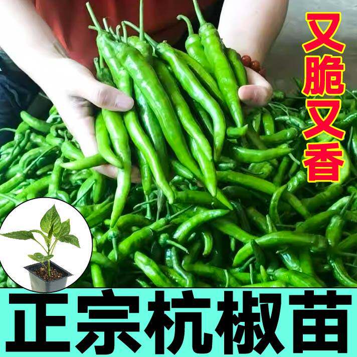 寿光正宗香辣杭椒苗秧七号