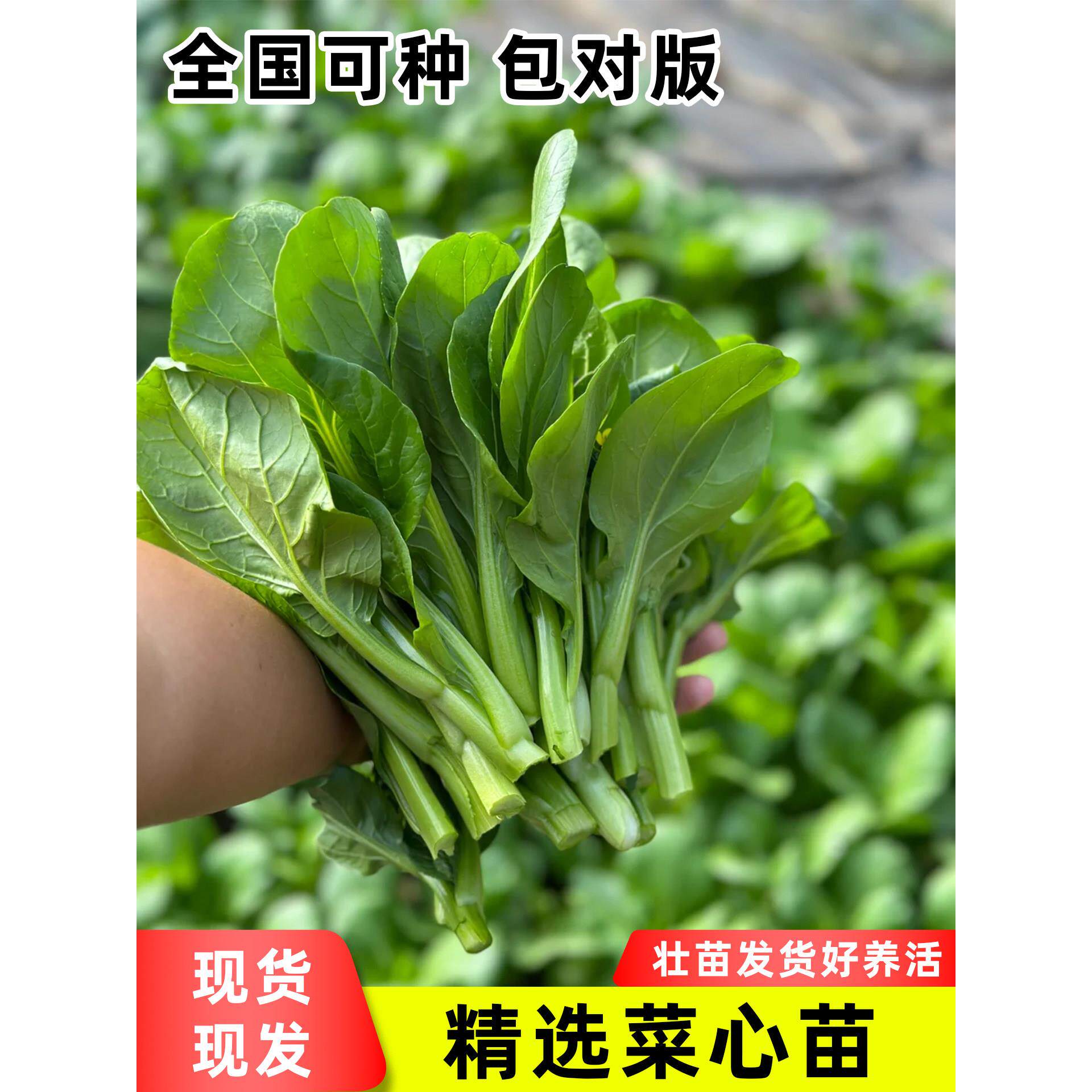 广东四九菜心种子季植红苔