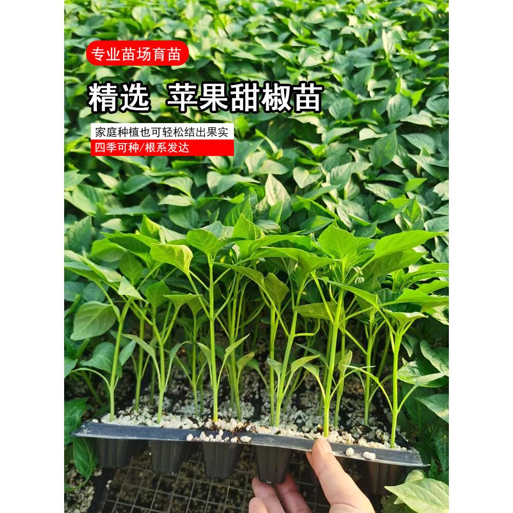 苹果甜椒苗子辣农家春季四