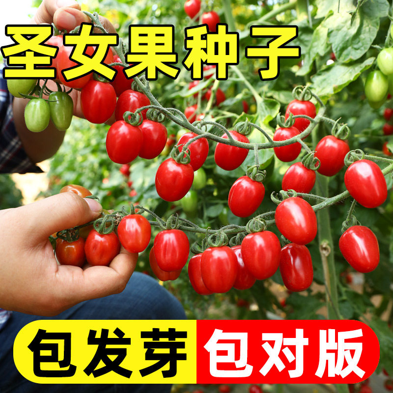 圣女果种子超甜小西红柿苗