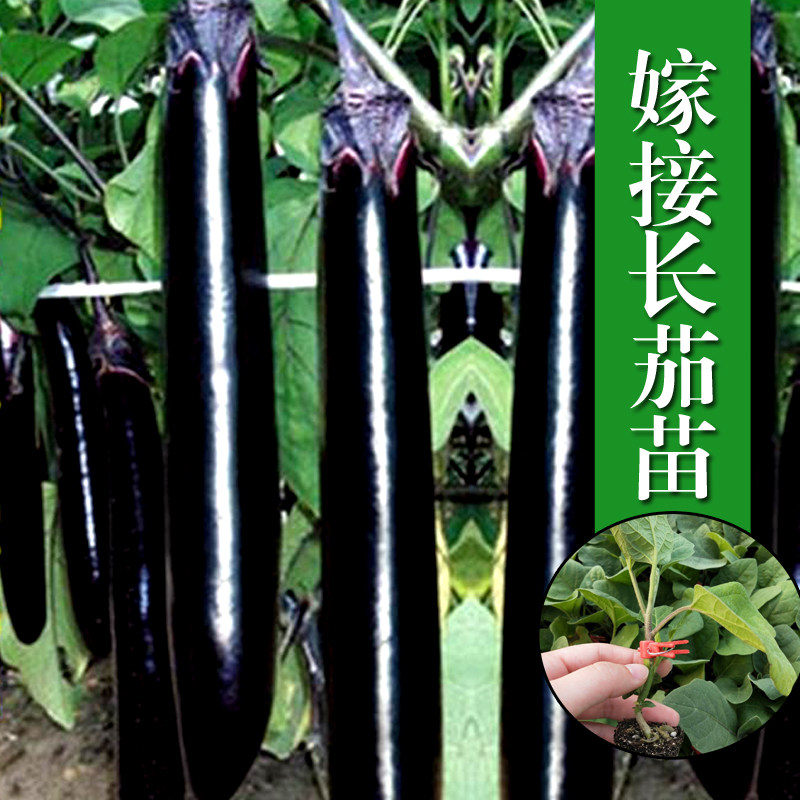 高产嫁接长茄茄子苗蔬菜种苗圆茄线茄杭茄寿光农家菜园盆栽四季播
