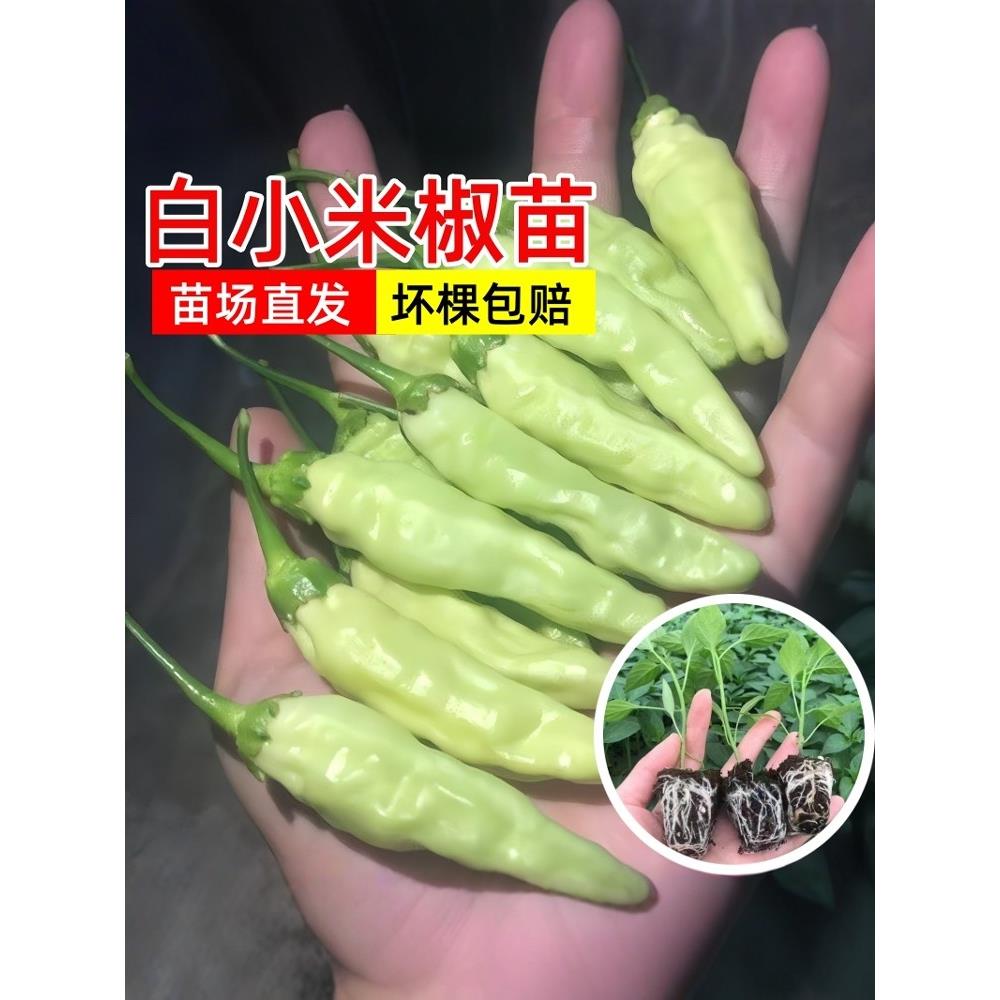 白小米椒苗超辣野山四季阳