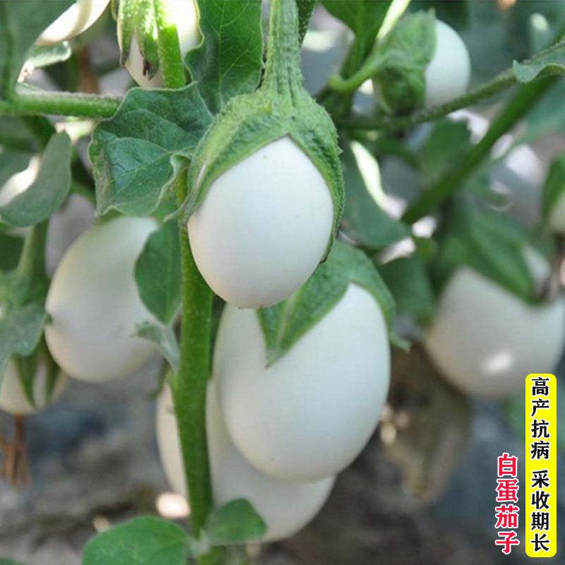 白蛋茄种籽白茄子种子白蛋鸡蛋茄金银盆栽四季春季农家室内蔬菜籽