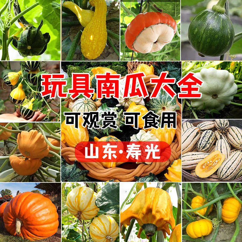 玩具南瓜种苗偶籽飞碟墨西