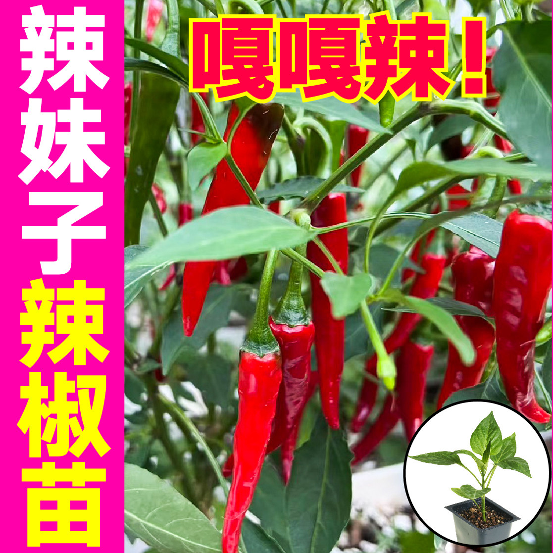 超辣妹子秧苗带土球巨魔鬼
