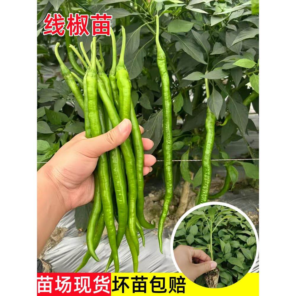 高产线椒苗辣秧香二荆条子
