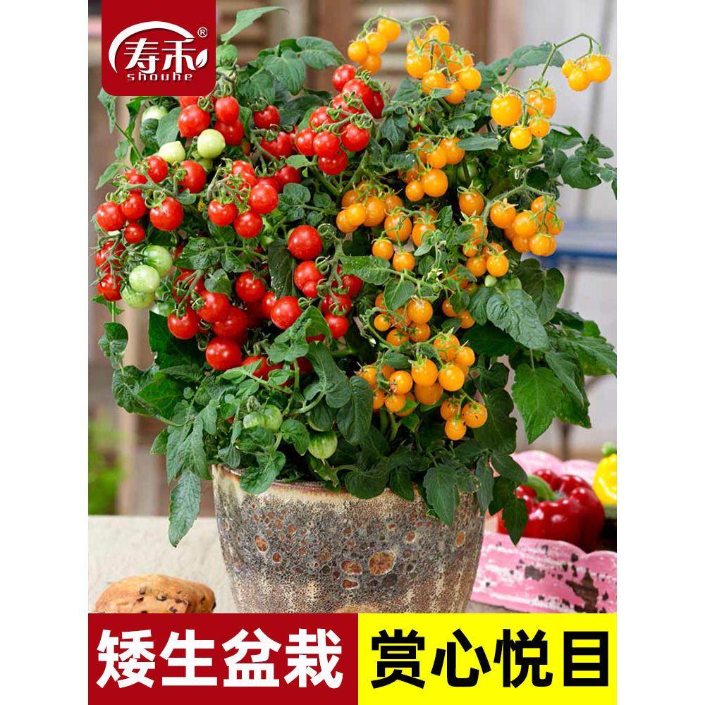 矮生盆栽小番茄苗植株种子