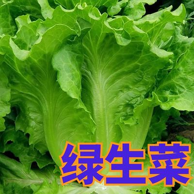 绿生菜苗子绿生菜秧苗四季蔬菜苗