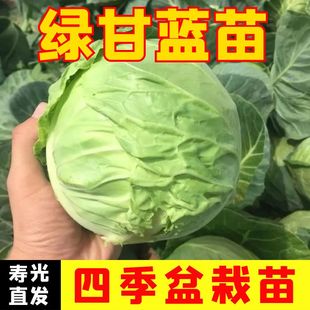绿甘蓝苗子包菜苗苗孑卷心菜苗蔬菜种苗紫甘蓝莲花白青菜秧苗阳台