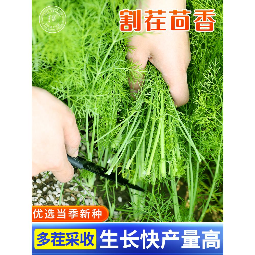 割茬茴香种子耐寒小回苗菜