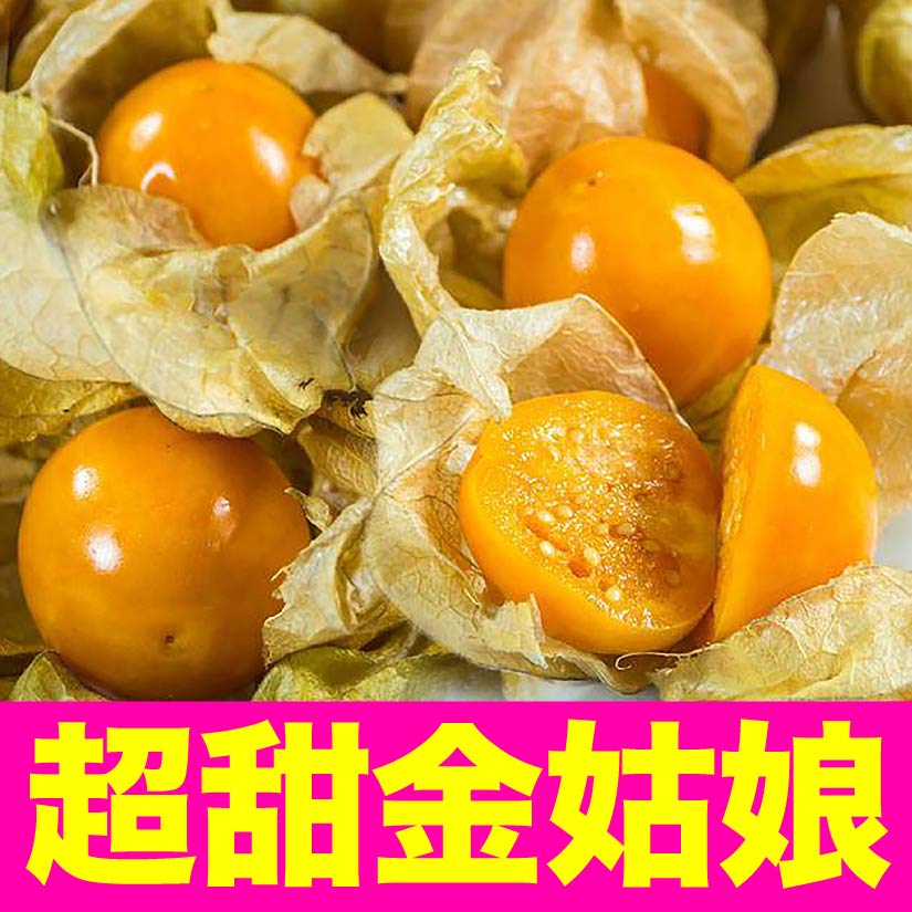 寿光超甜大果金姑娘苗秧黄