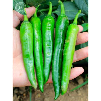 正宗寿禾樟树港辣椒种子籽