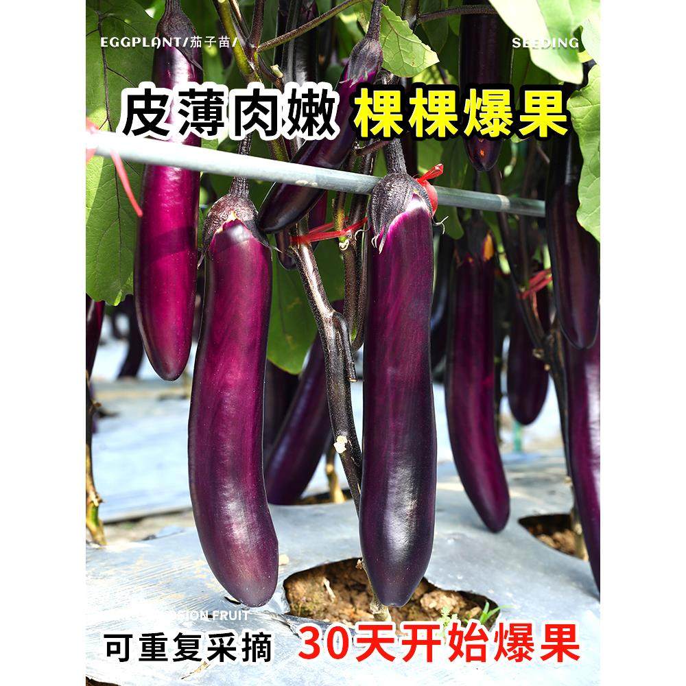 茄子种籽苗秧苗大全西南红丽长茄种子孑四季盆栽高产蔬菜带土菜苗