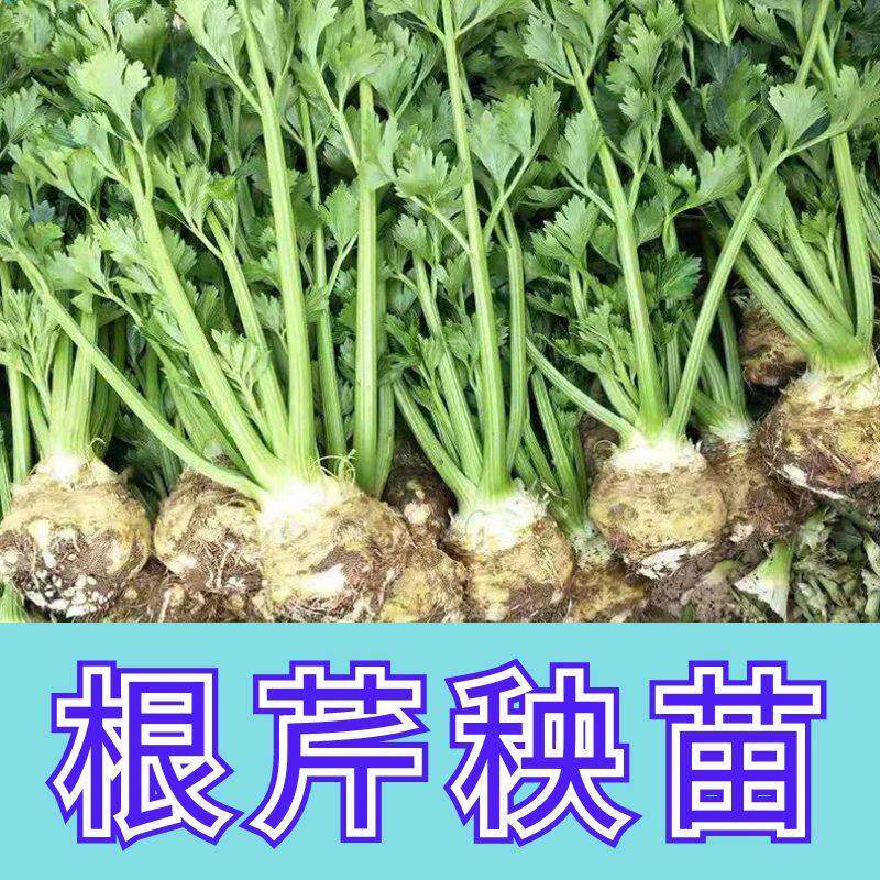 进口根芹秧子苗皇后西种春