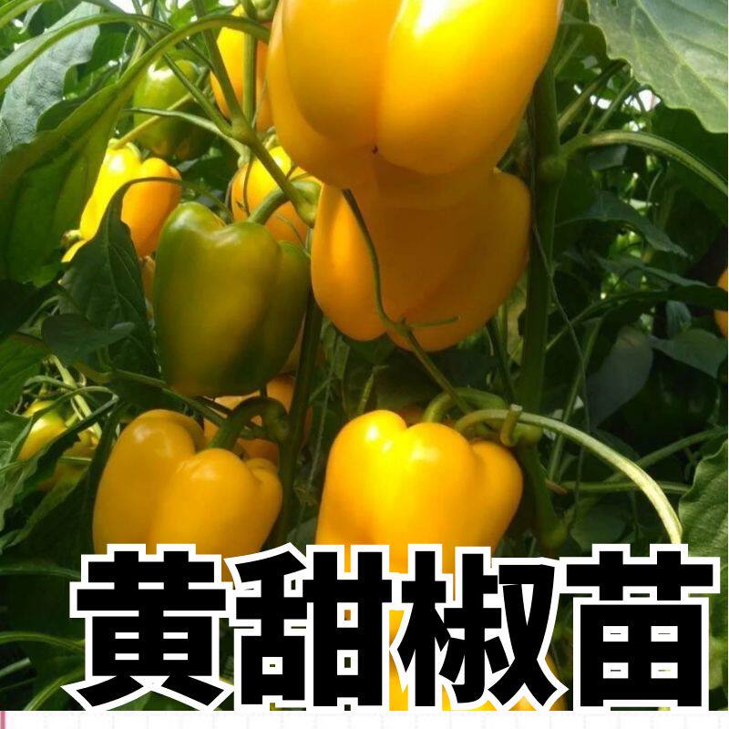 五彩甜椒苗秧苗子辣椒红黄四季盆栽阳台带土大果高产绿大果寿光苗 - 实物图