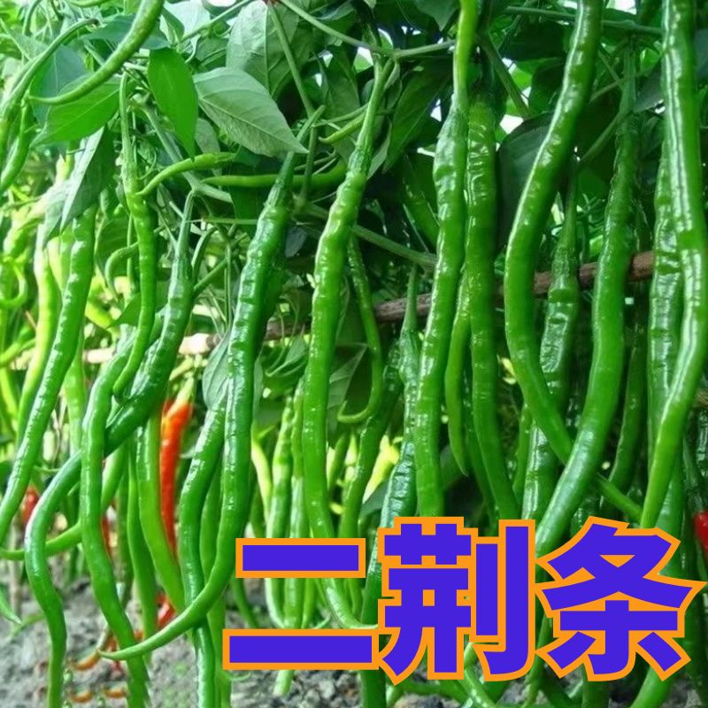 正宗线椒苗子阳台盆栽