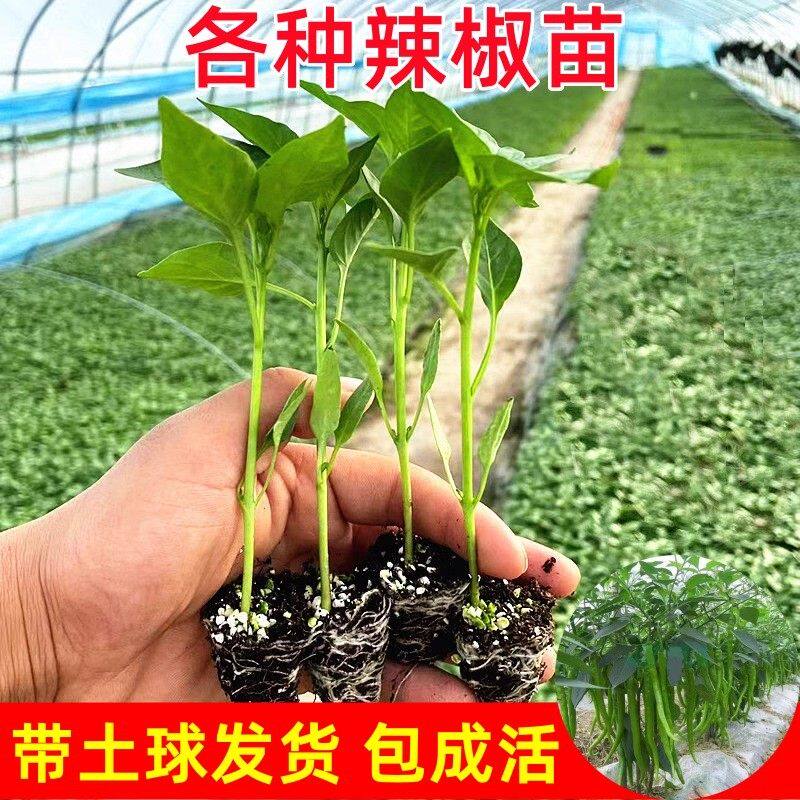 辣椒苗螺丝大青线甜特朝天