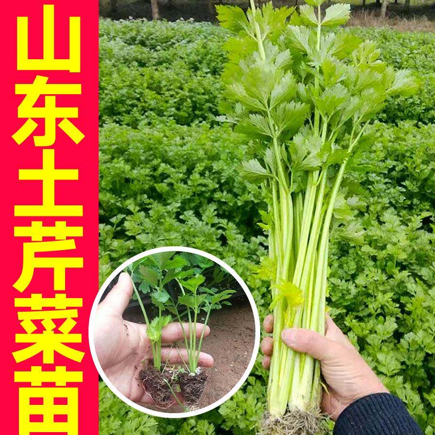 四季山东土芹菜苗秧味更浓