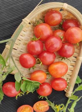 日出大黄蜂传家宝可留种樱桃番茄圣女果西红柿四季蔬菜种子籽孑苗