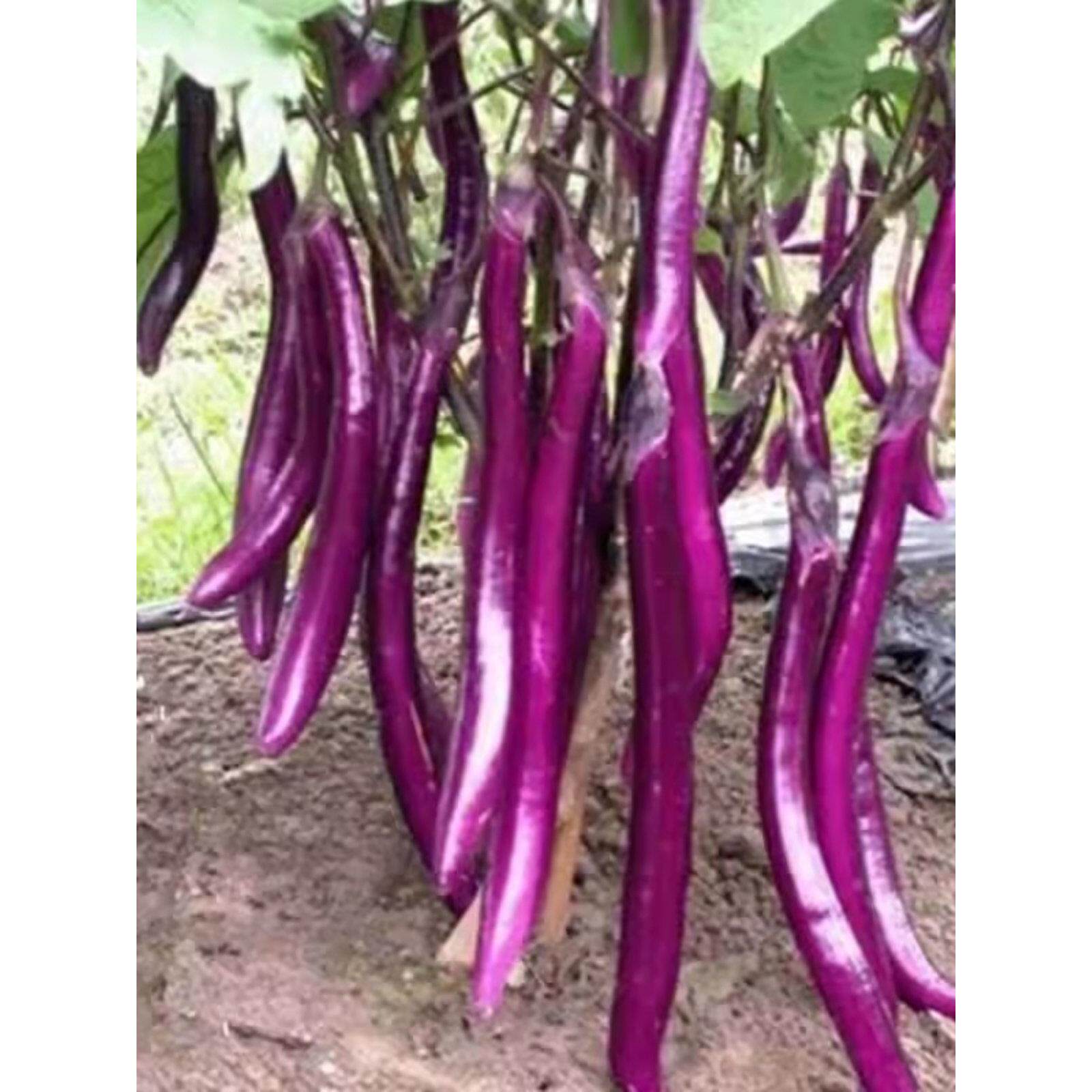 杭茄1号线茄子苗紫红长茄苗高产抗病春秋四季种植菜园庭院蔬菜苗
