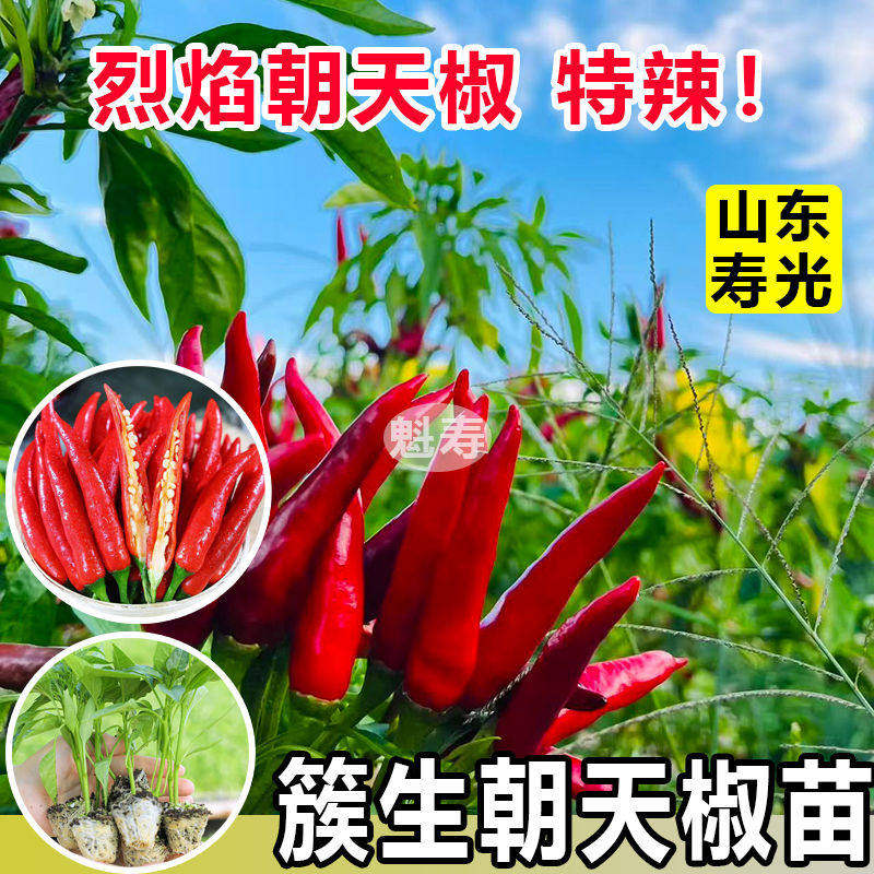朝天椒秧苗大指辣带土四季