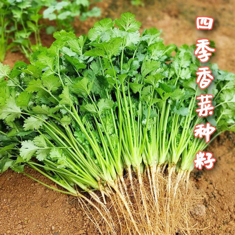 四季香菜种子苗大叶冬小老