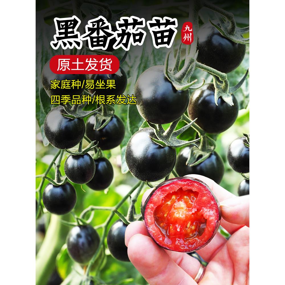 黑珍珠小番茄苗秧紫红色圣