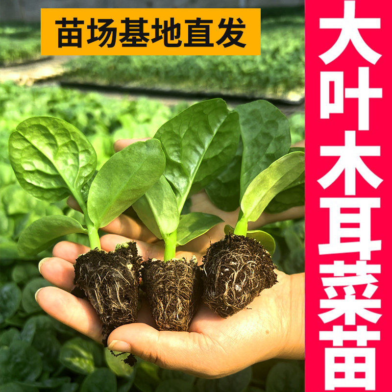 大圆叶木耳菜秧苗高产高钙豆腐菜肉厚四季种植阳台盆栽农田蔬菜苗
