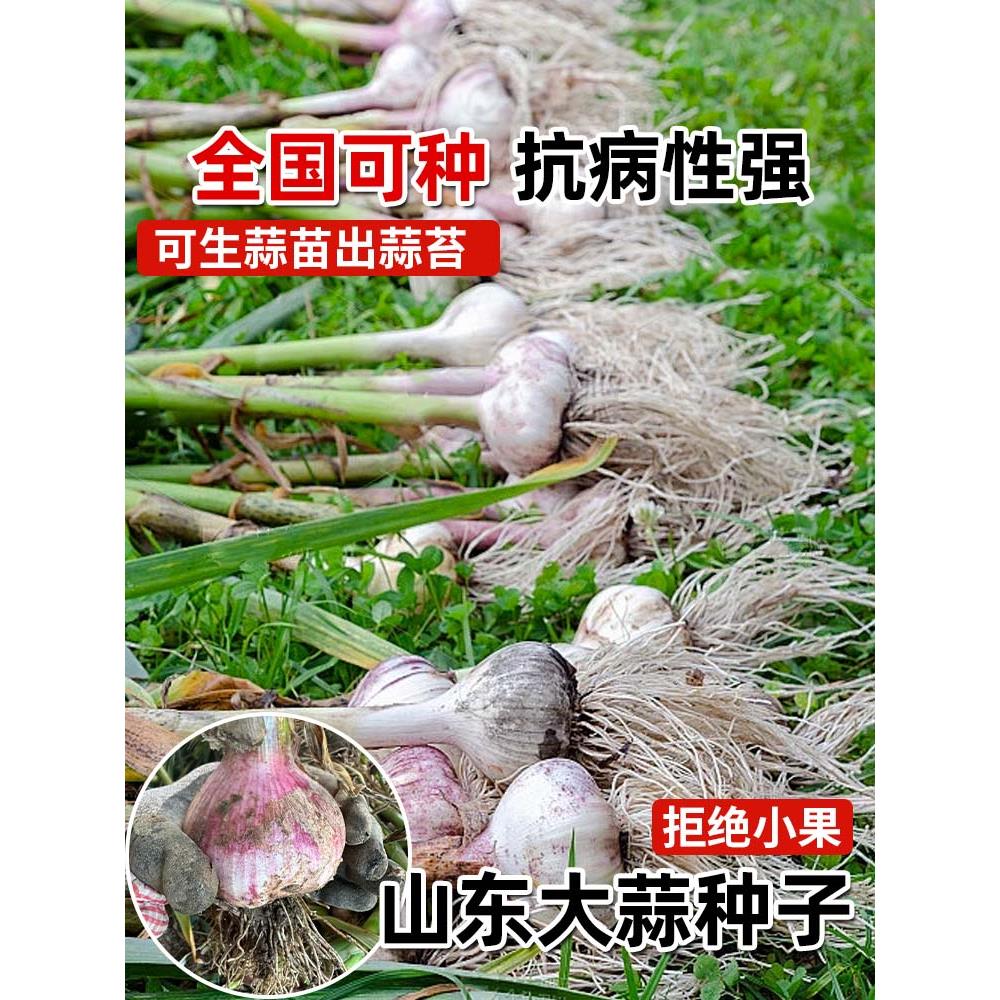山东农家紫皮大蒜头干独种