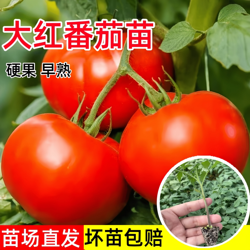 大红色番茄苗老品种秧粉毛